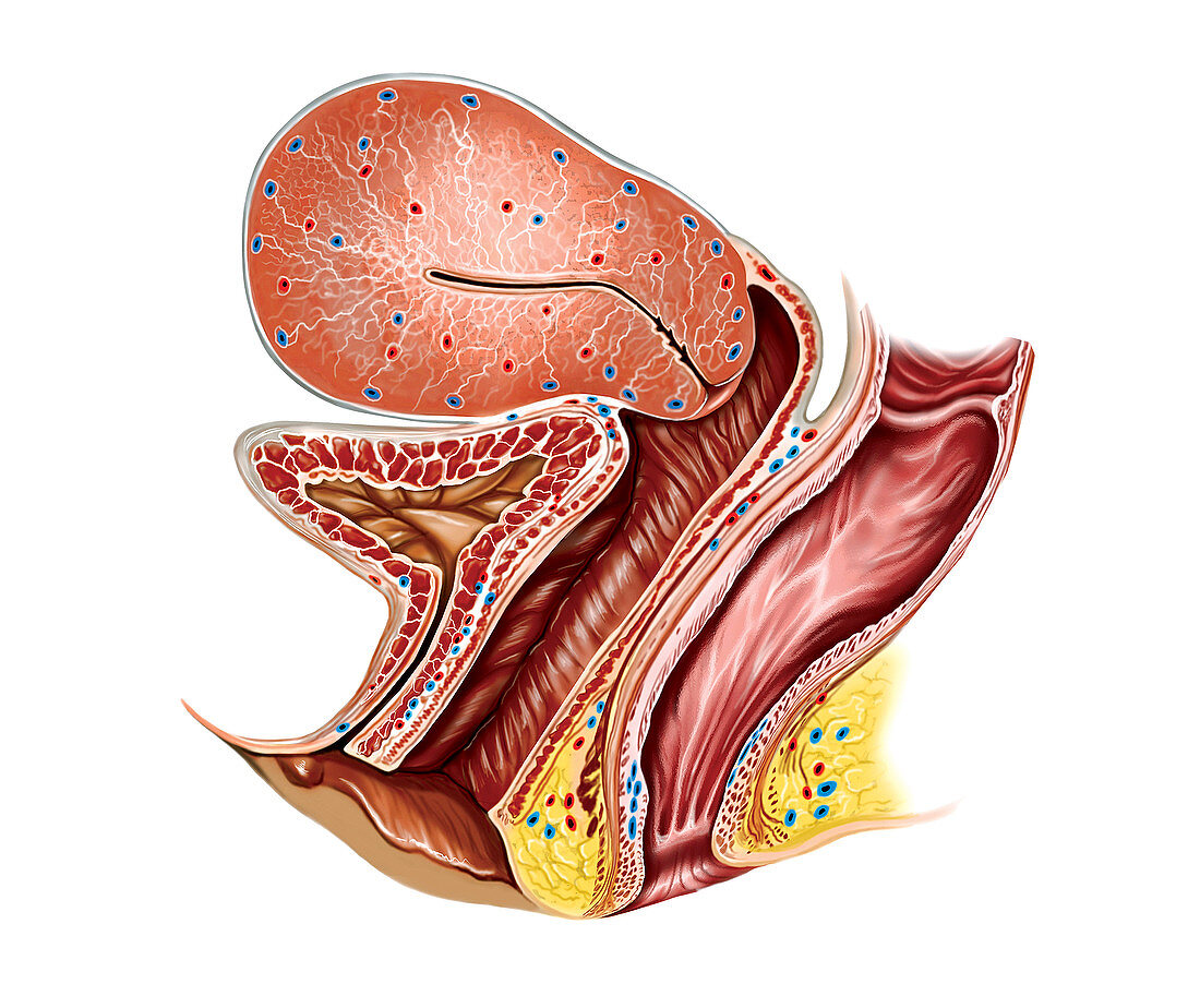 Female Genital System,illustration