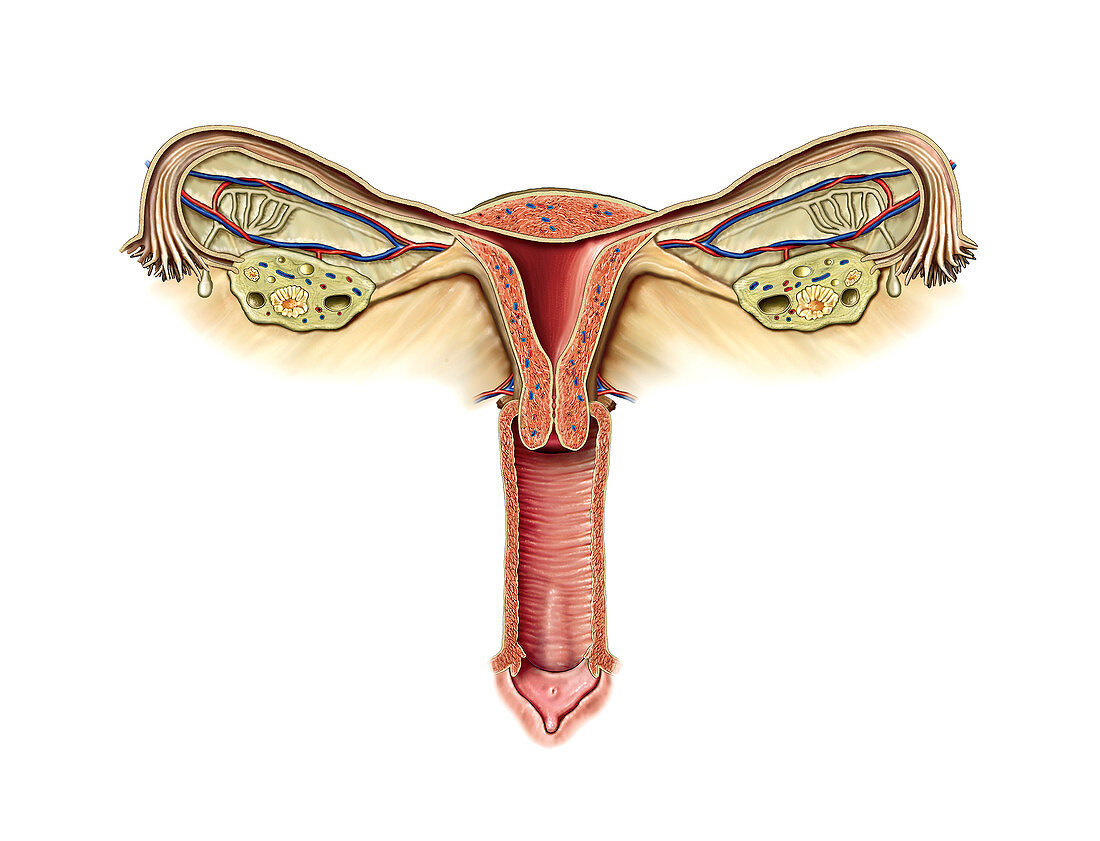 Female Genital System,illustration