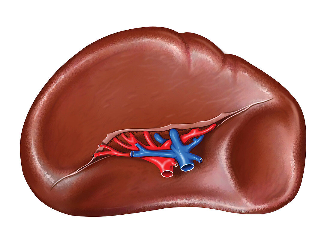 The Spleen,illustration