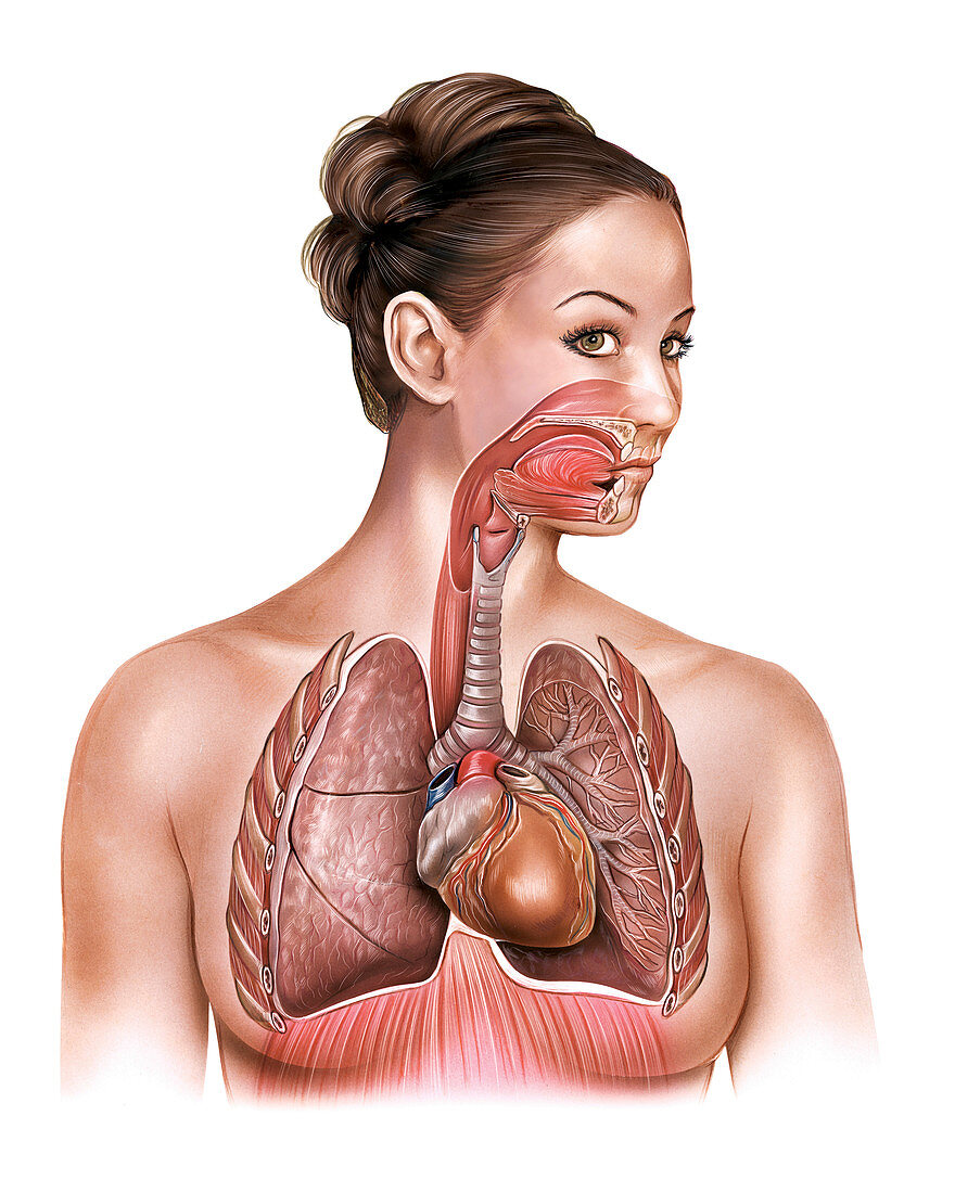 The Respiratory System,illustration