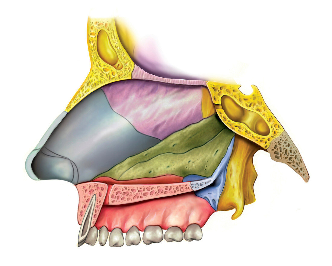 Nasal Cavity,illustration