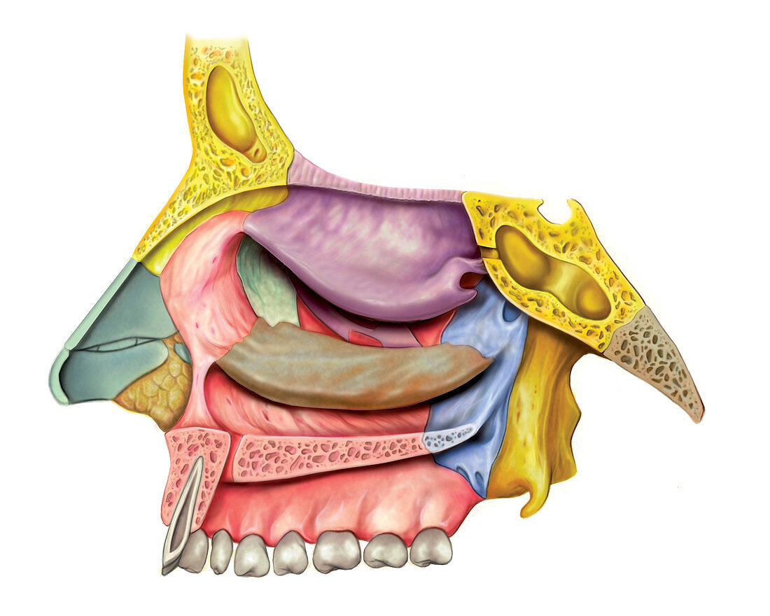 Nasal Cavity,illustration
