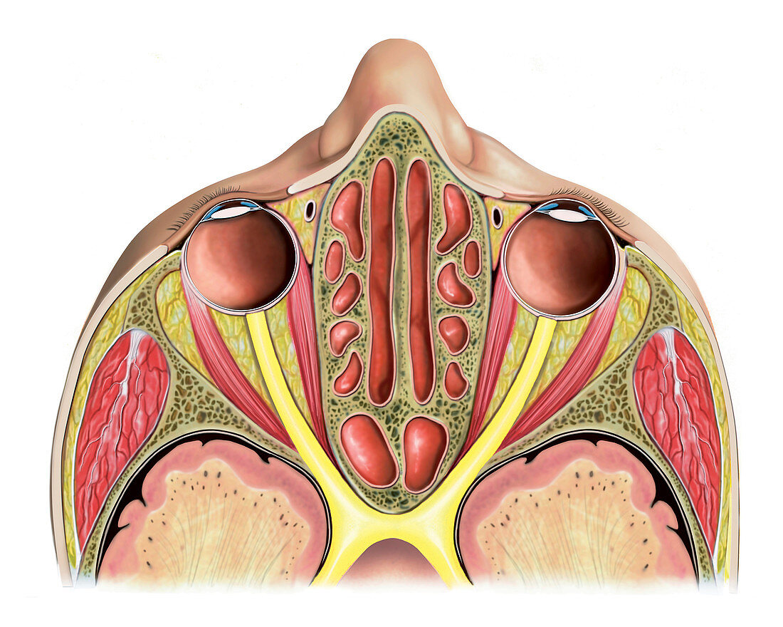 Paranasal sinuses,illustration