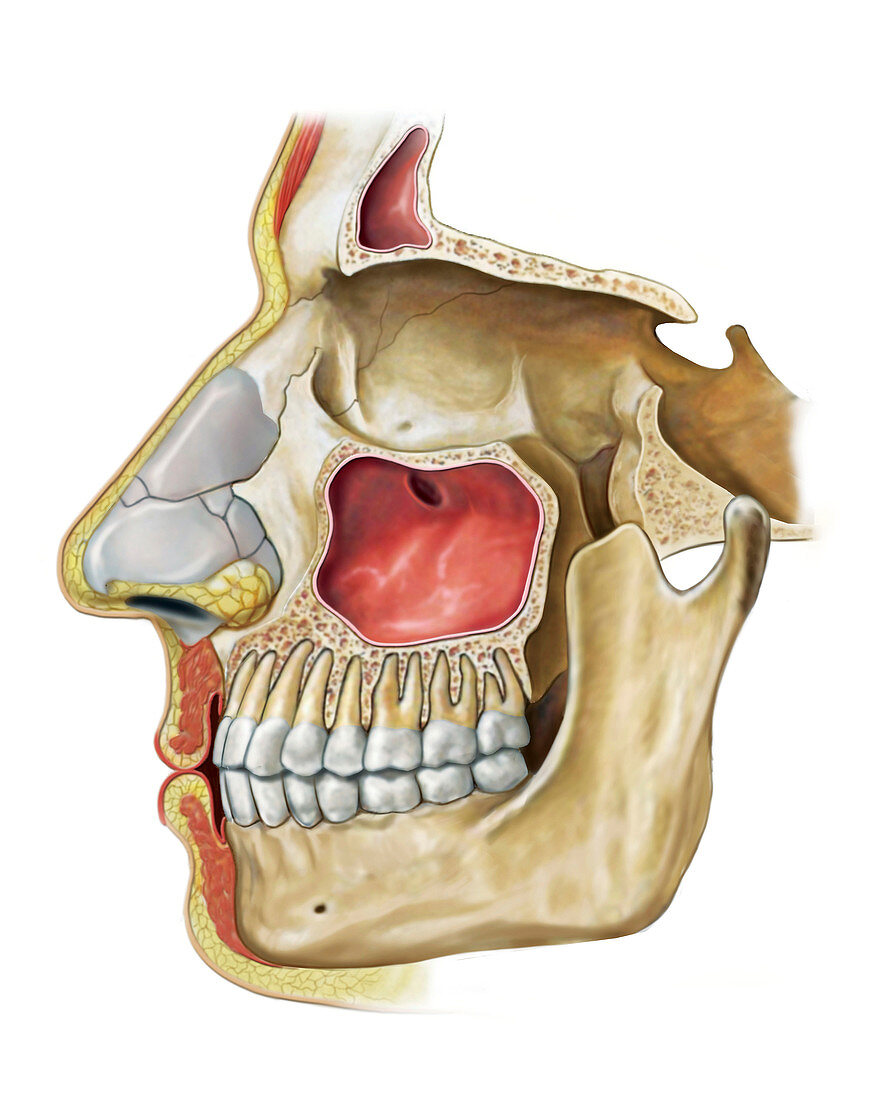 Paranasal sinuses,illustration