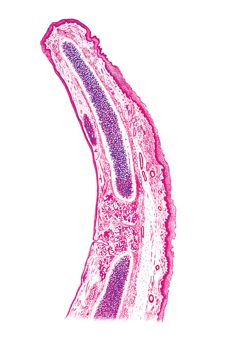 Epiglottis,illustration