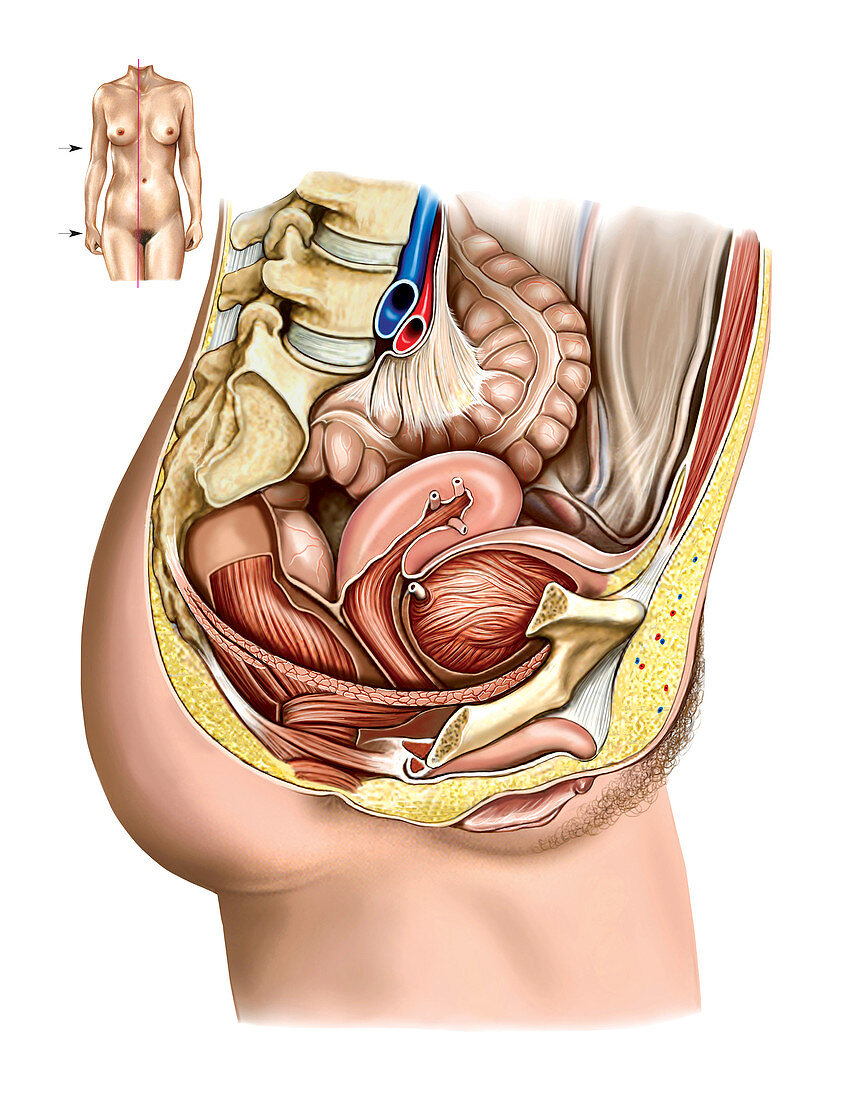 Female Genital System,illustration