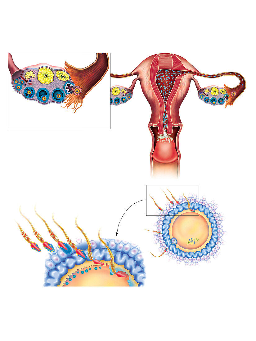 Oocyte penetration,illustration