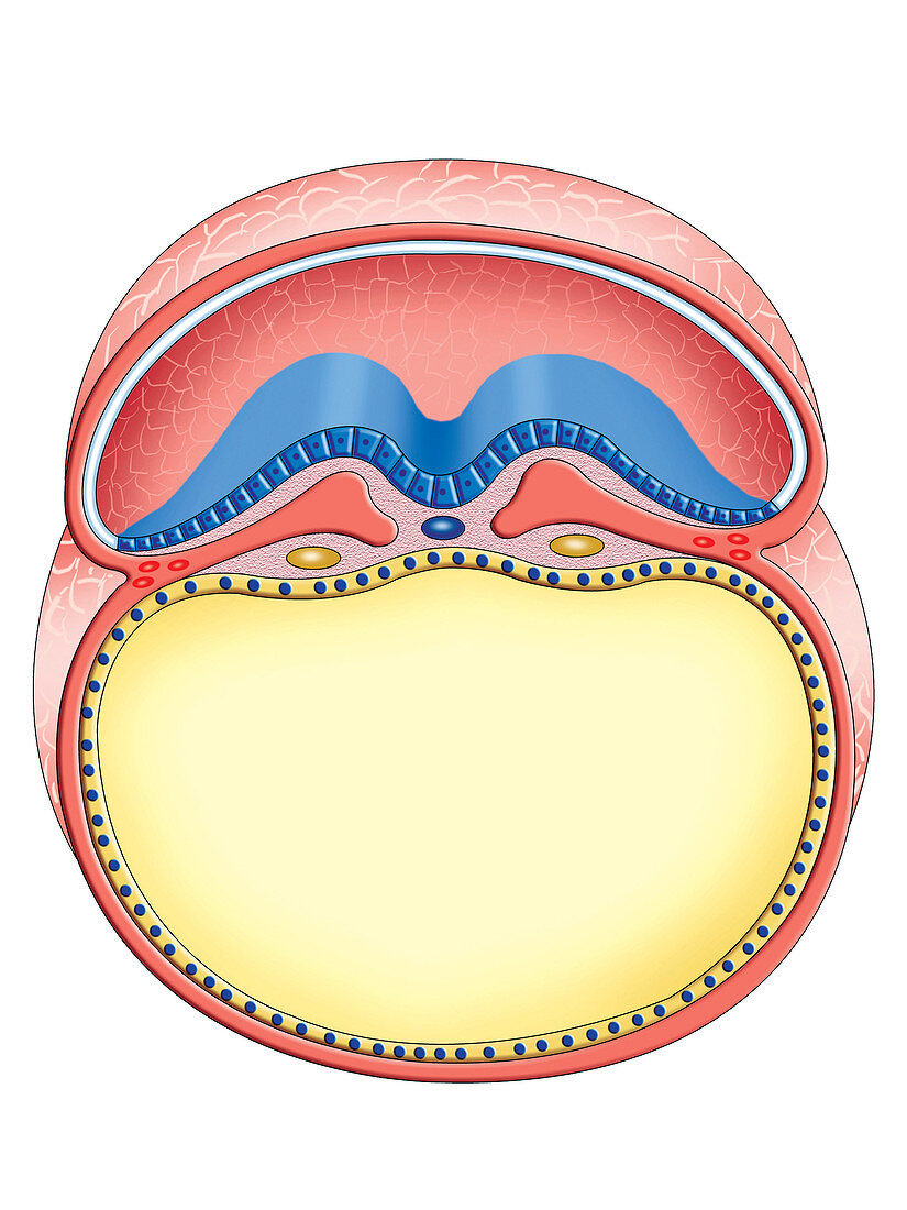 Intra-embryonic Cavities,illustration