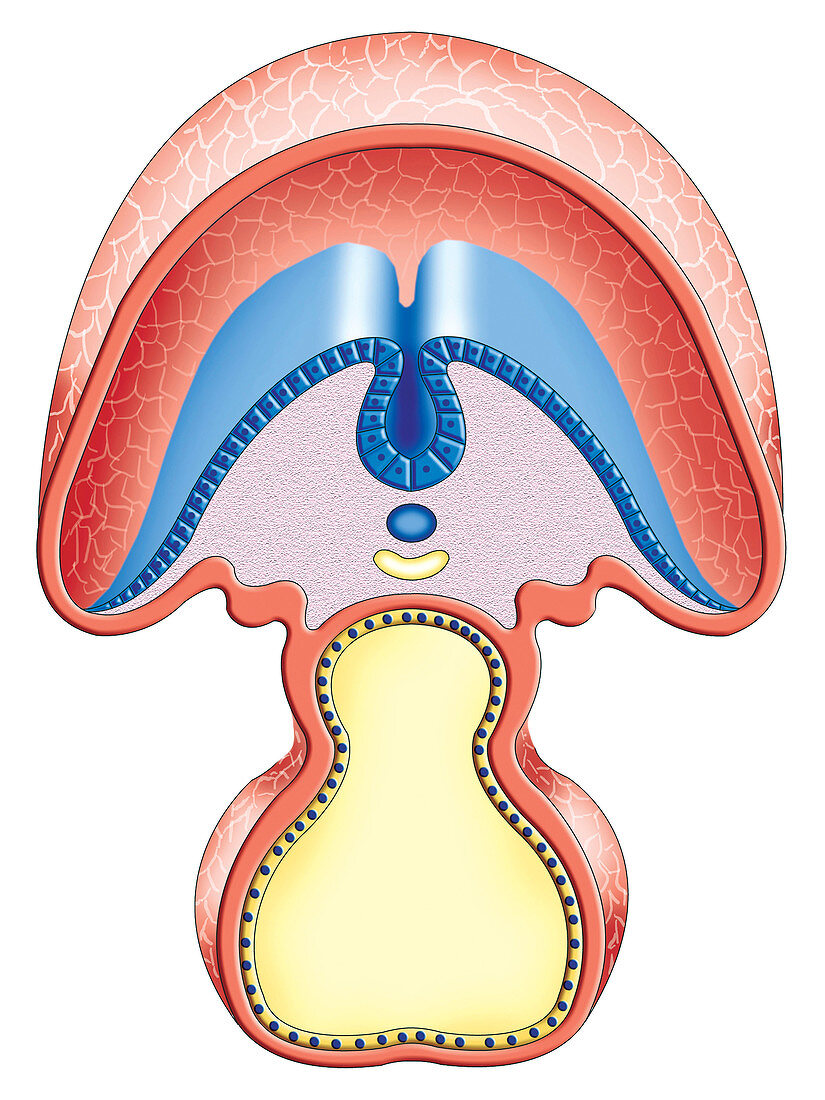 Intra-embryonic Cavities,illustration