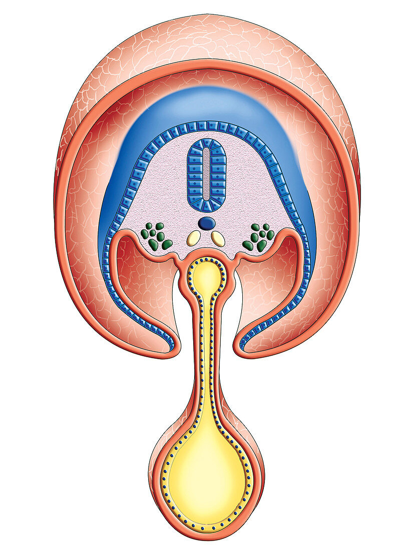 Intra-embryonic Cavities,illustration