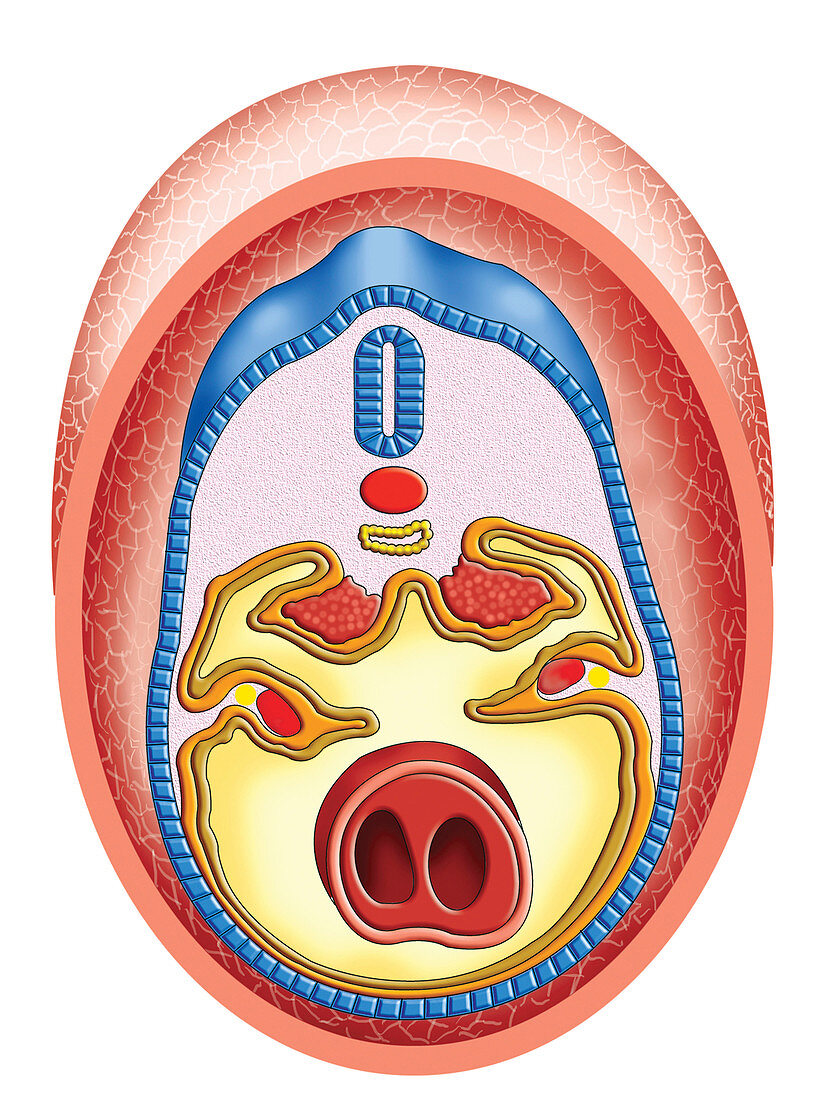 Intra-embryonic Cavities,illustration