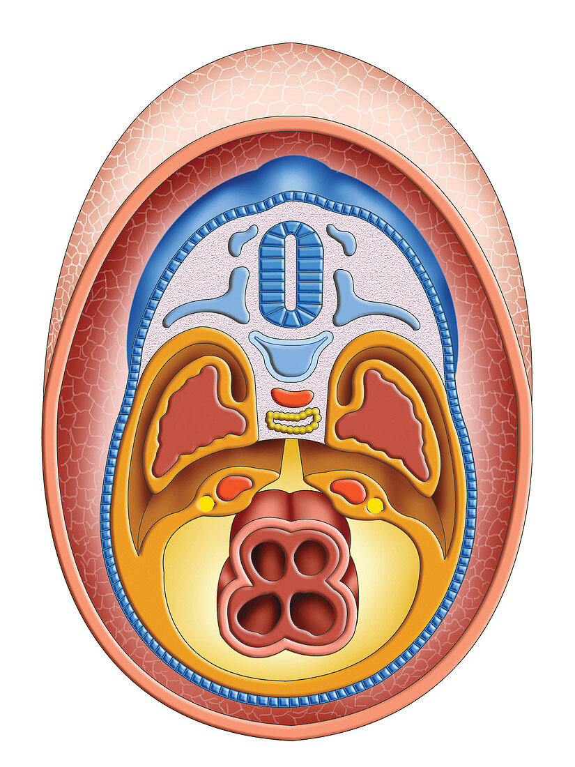 Intra-embryonic Cavities,illustration