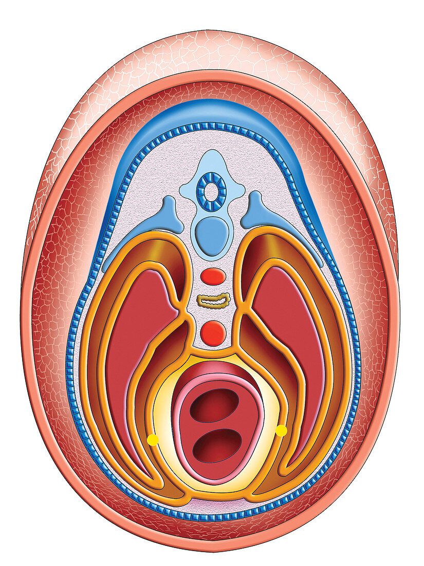 Intra-embryonic Cavities,illustration