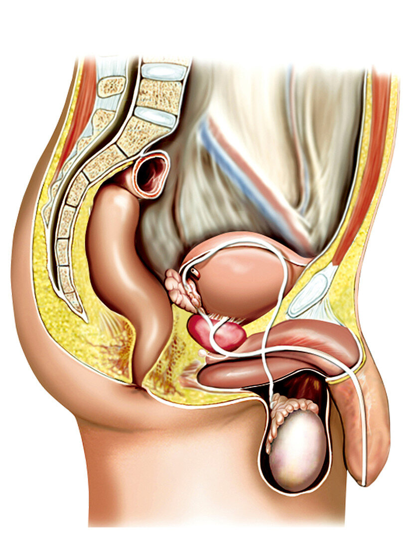 Male sexual response,illustration