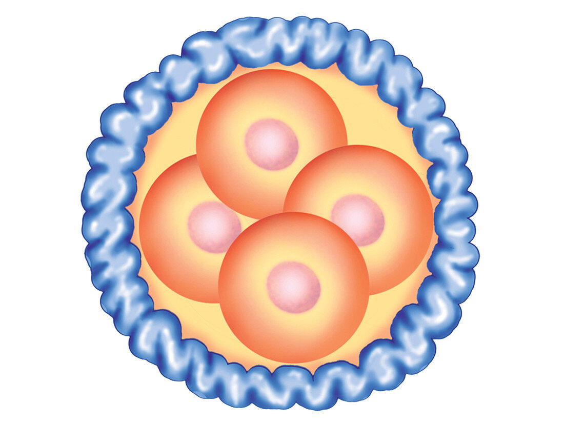 Blastocyst Formation,illustration