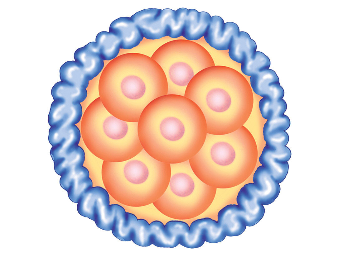 Blastocyst Formation,illustration