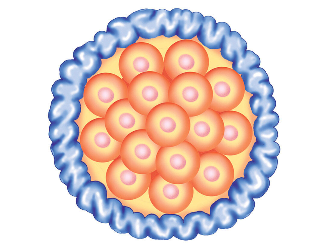 Blastocyst Formation,illustration