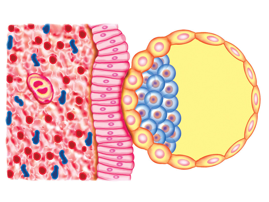 Blastocyst Formation,illustration