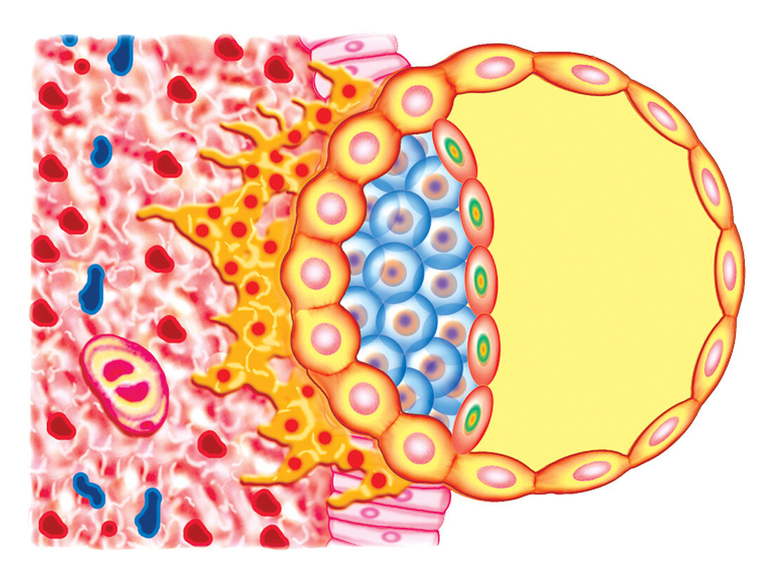 Blastocyst Formation,illustration