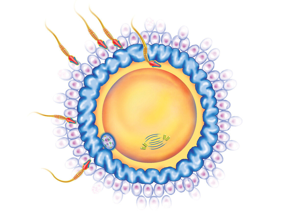 First cellular division,illustration