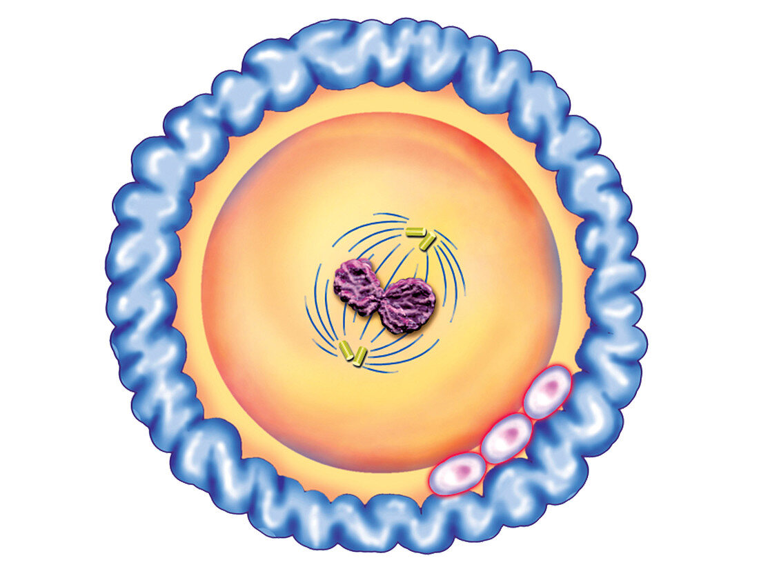 First cellular division,illustration