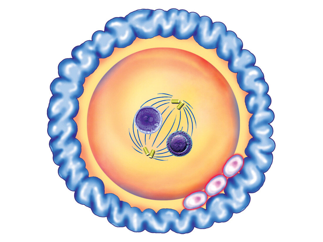 First cellular division,illustration