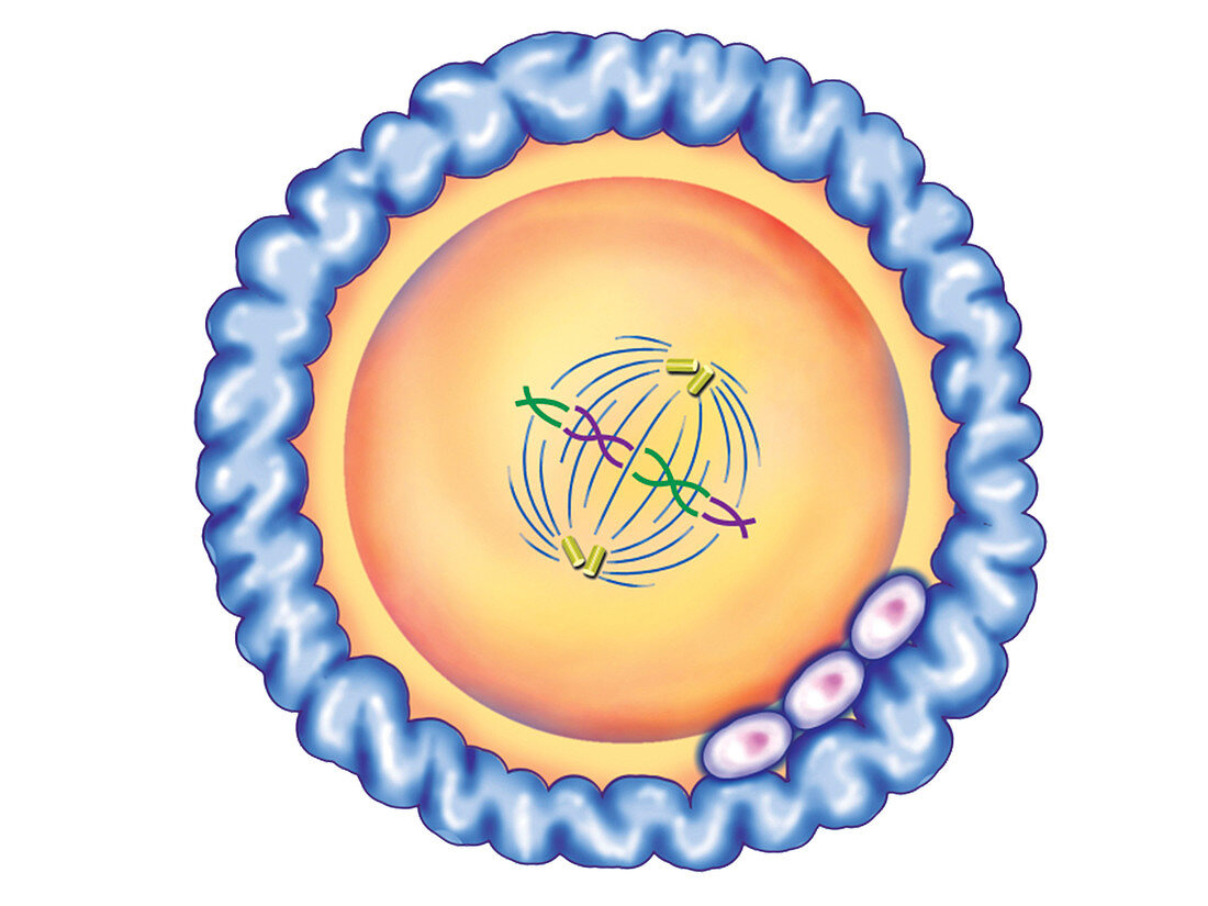 First cellular division,illustration