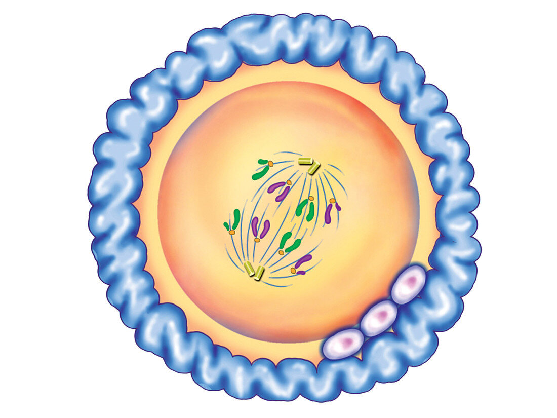 First cellular division,illustration