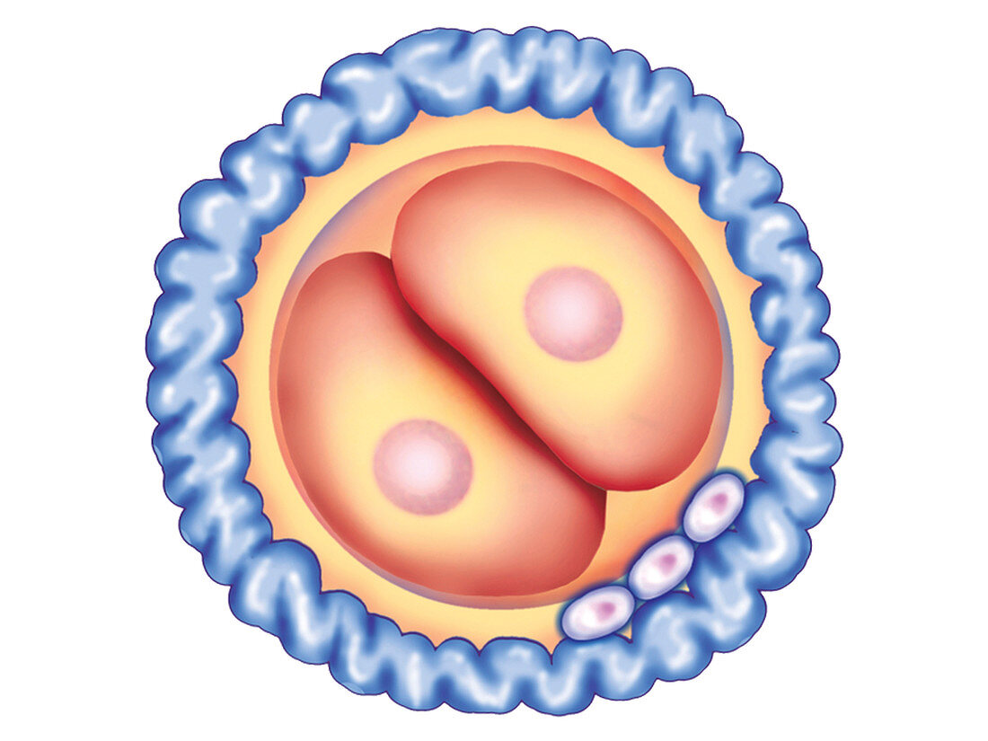 First cellular division,illustration