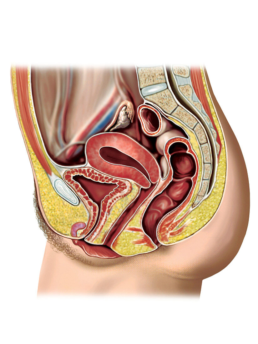 Female sexual response,illustration