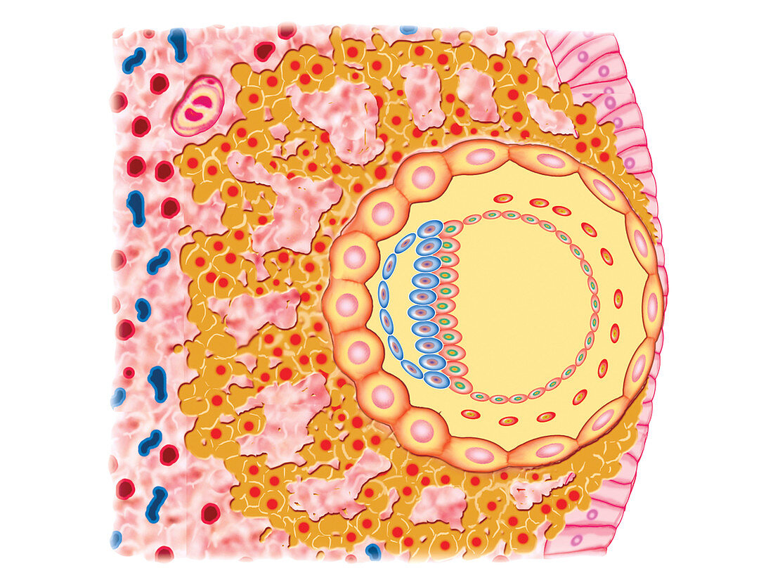 Embryo Formation,illustration