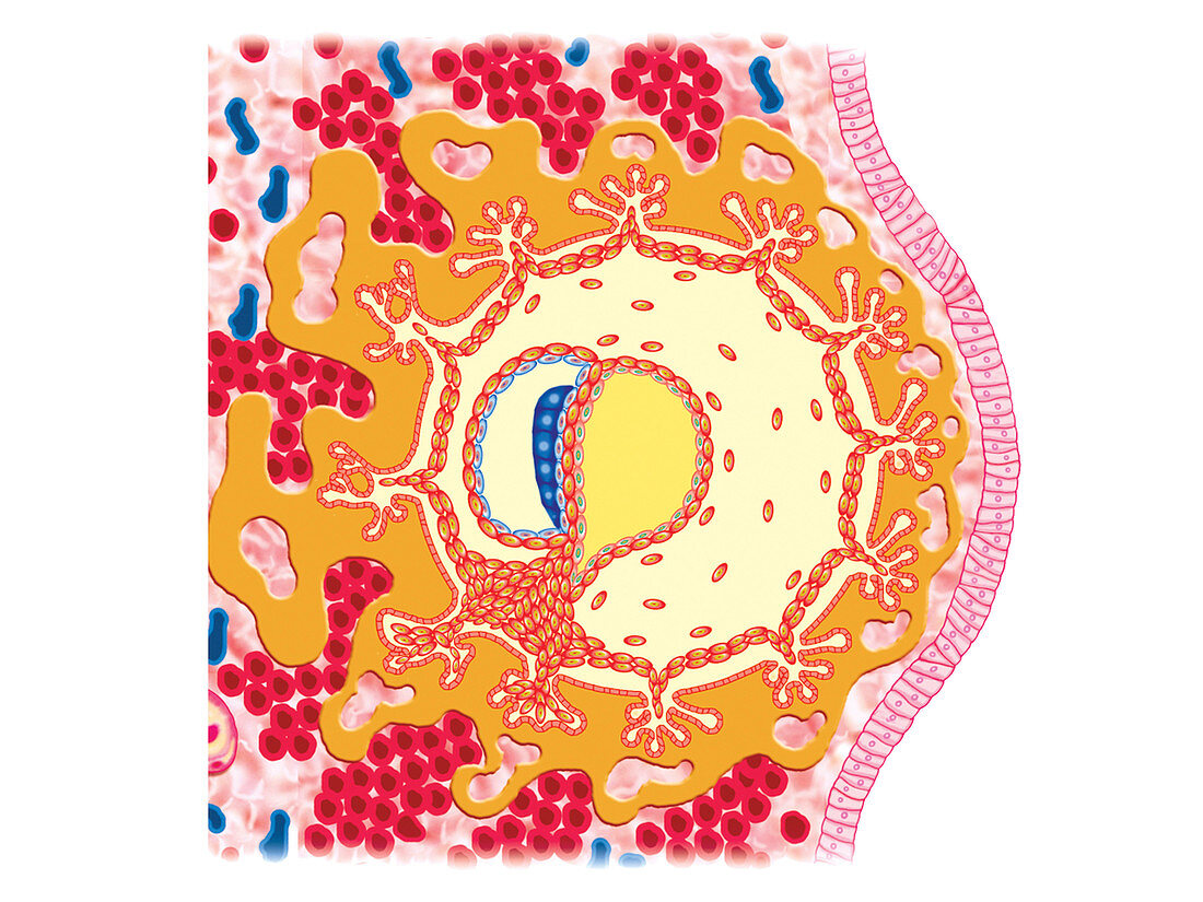 Embryo Formation,illustration