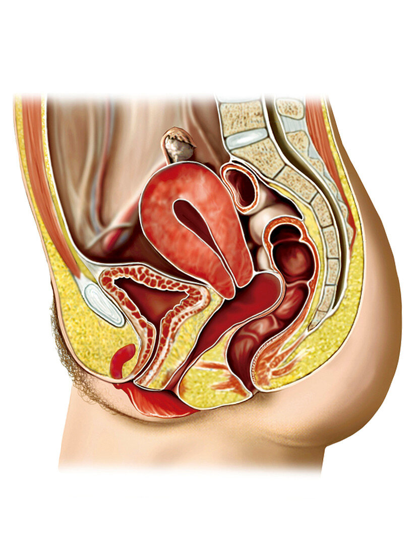 Female sexual response,illustration