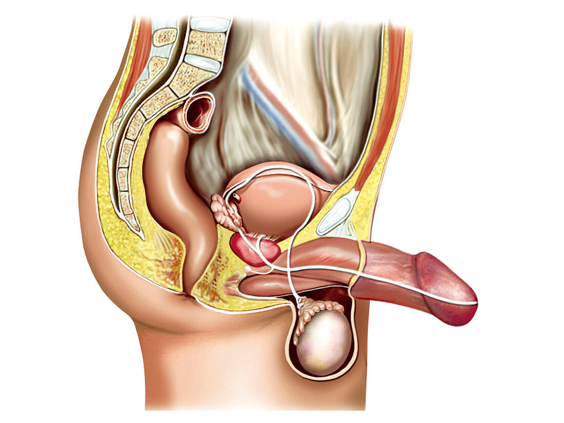 Male sexual response,illustration