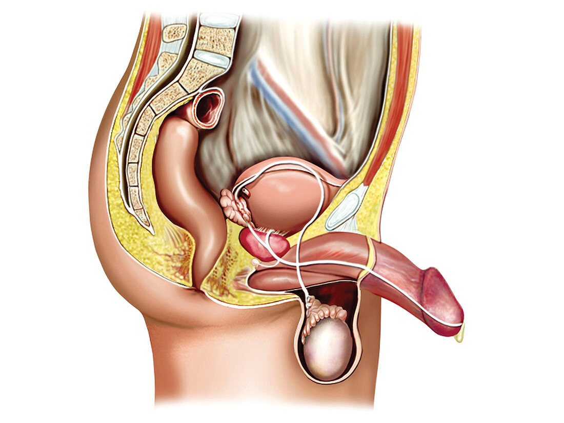 Male sexual response,illustration