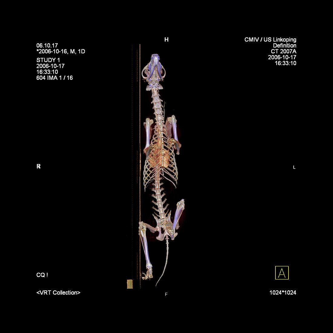 Wolf's skeleton,CT scan