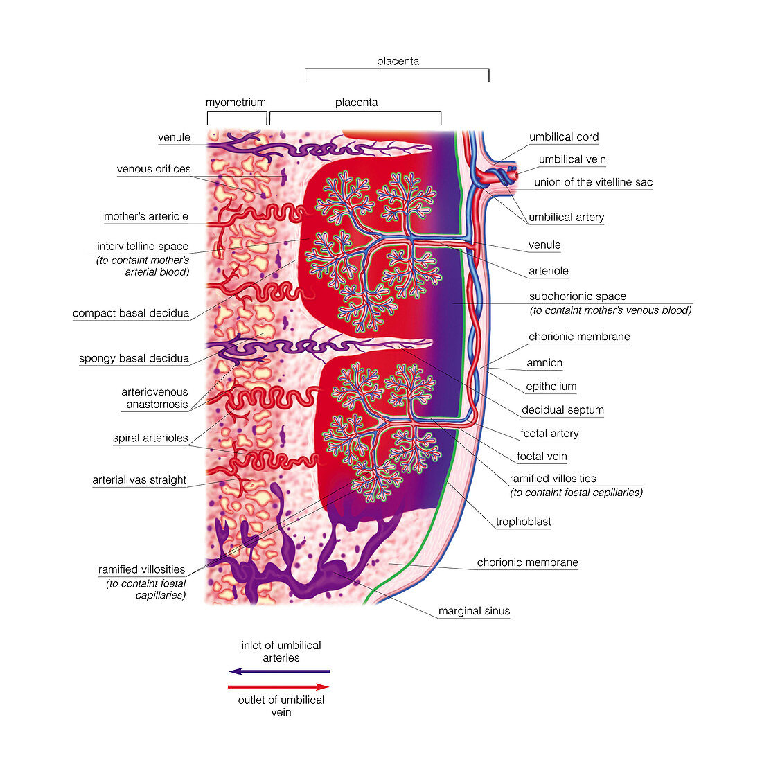 Placenta,illustration