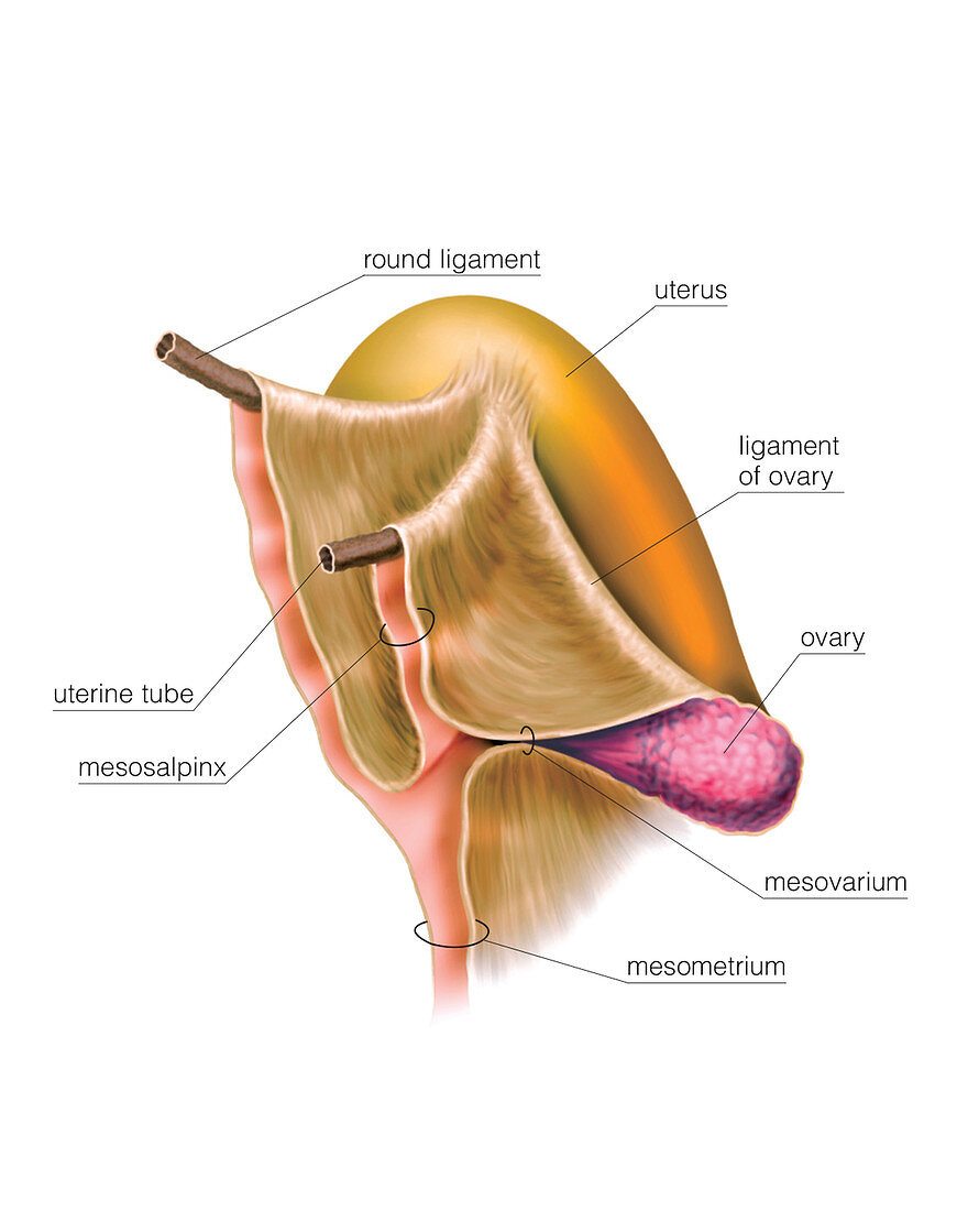 Female Genital System,illustration