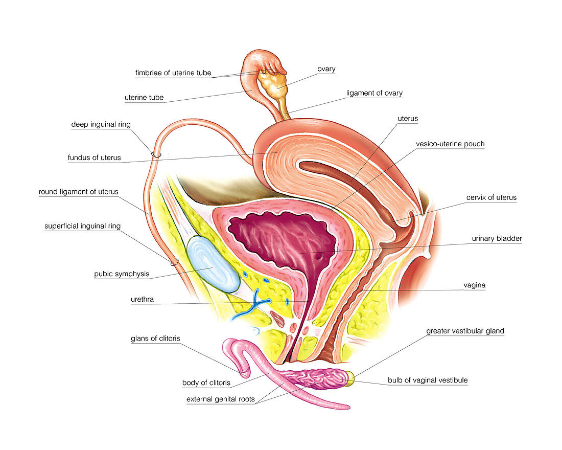 Female Genital System,illustration