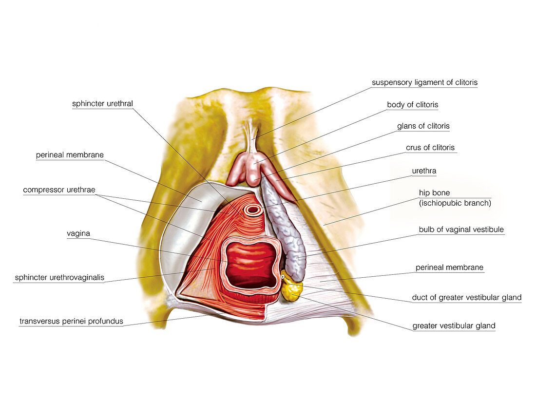 Female Genital System,illustration