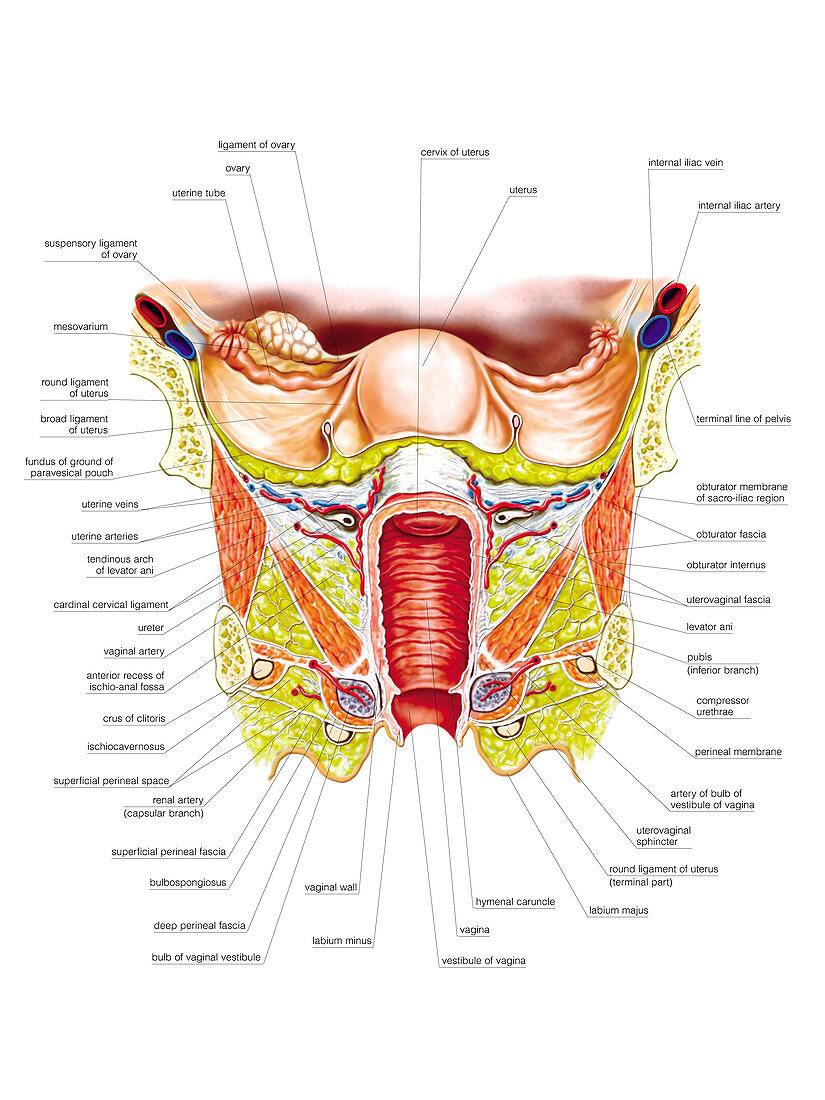 Female Genital System,illustration