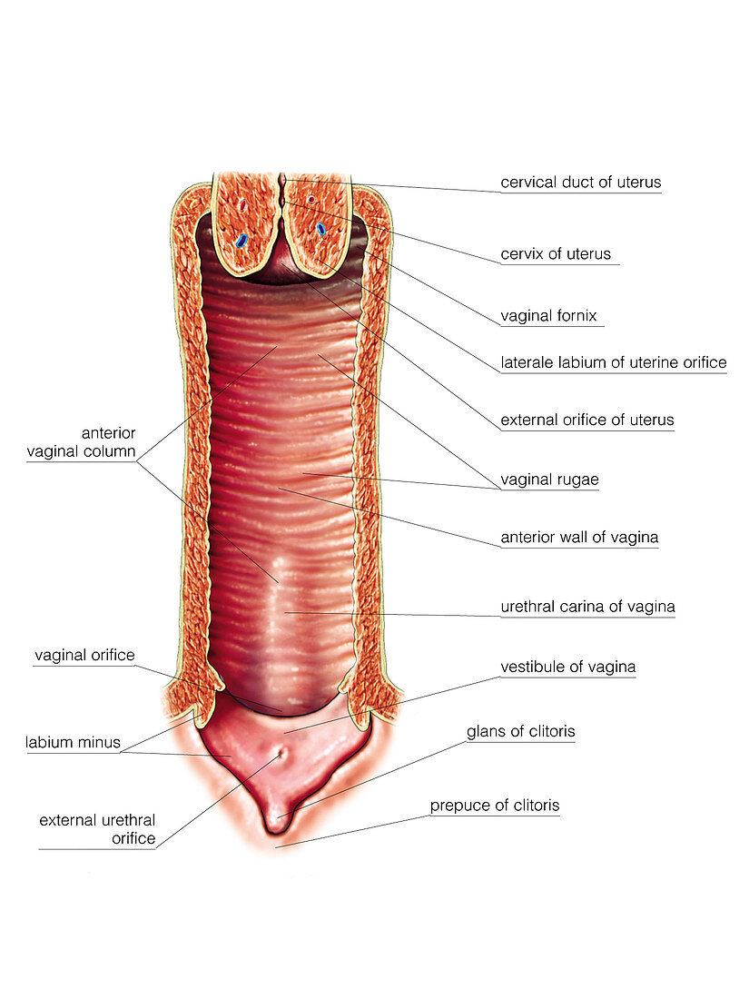 Female Genital System,illustration