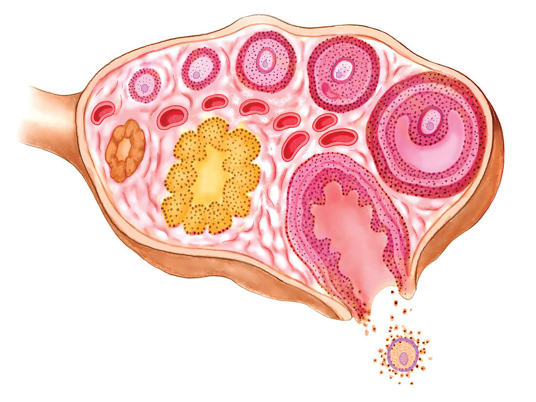 Female Genital System,illustration