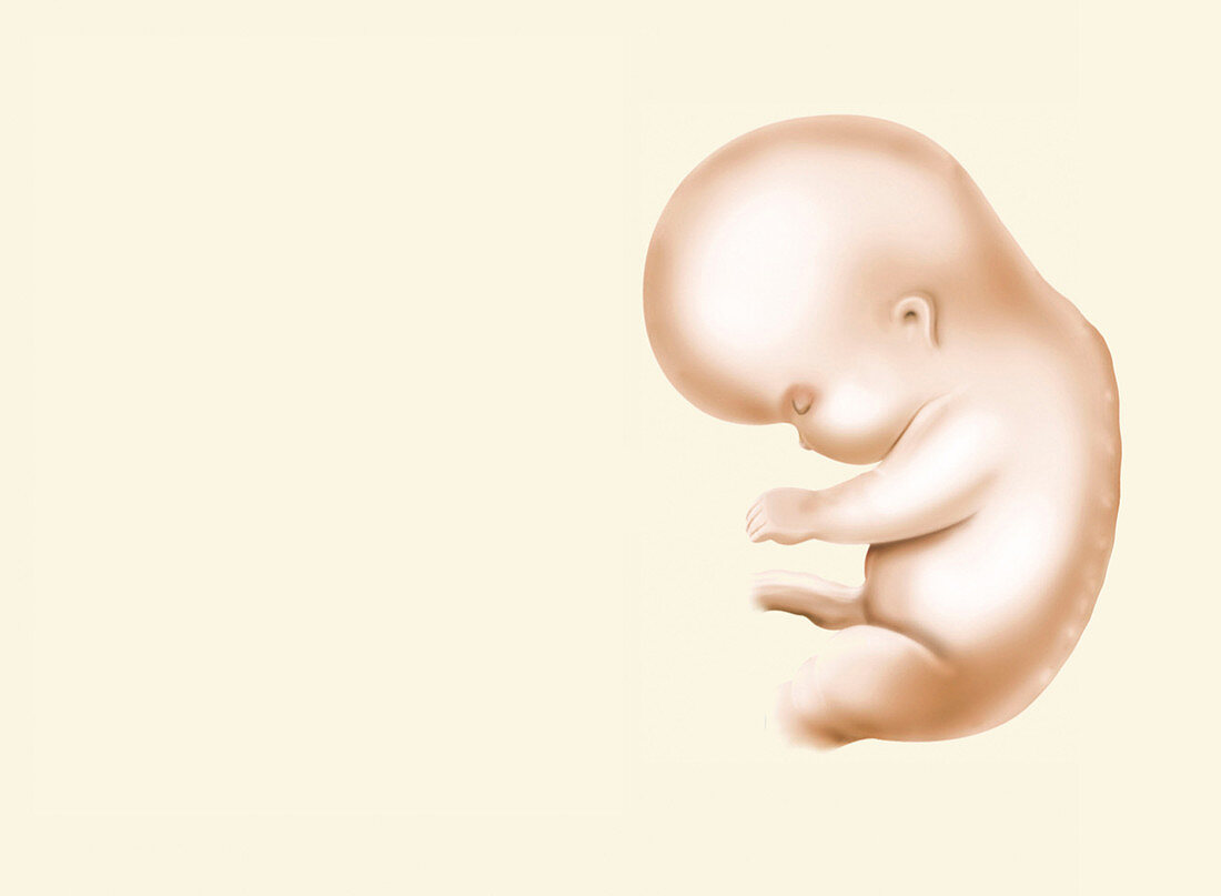 Embryo,illustration