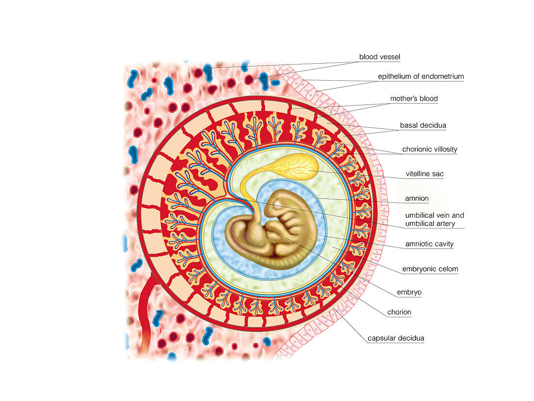 Embryo,illustration