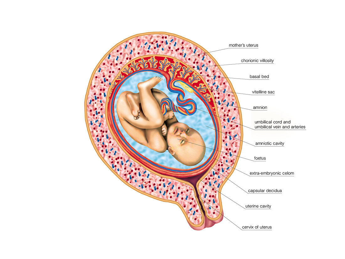 Foetus,illustration