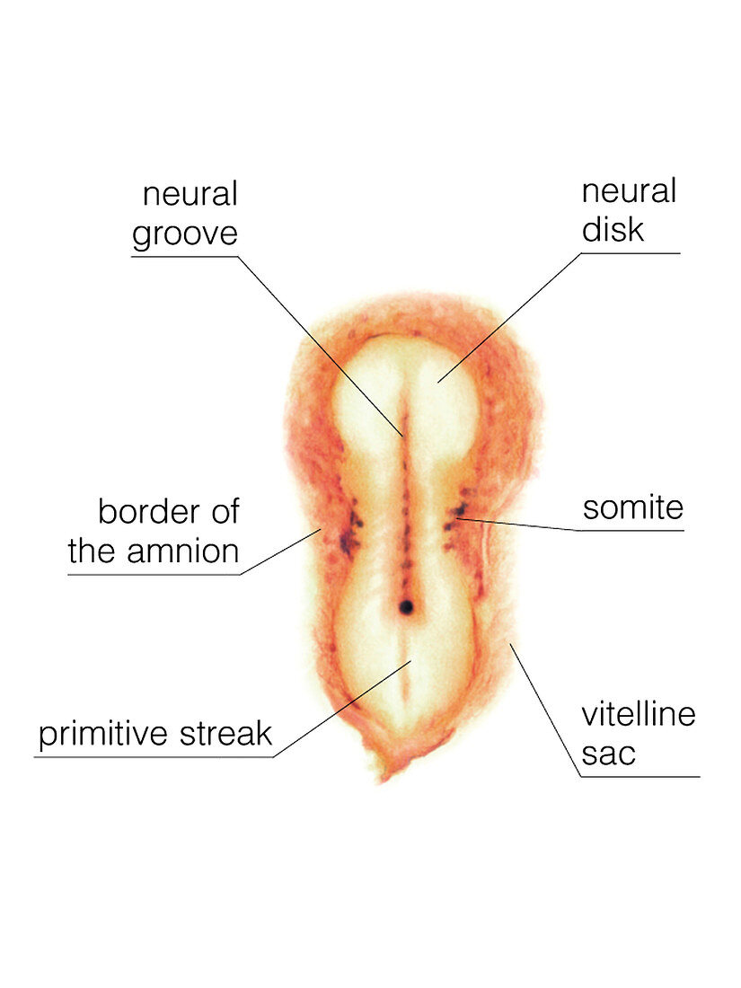 Embryo,illustration