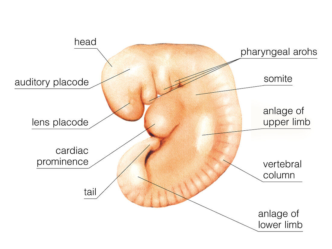 Embryo,illustration