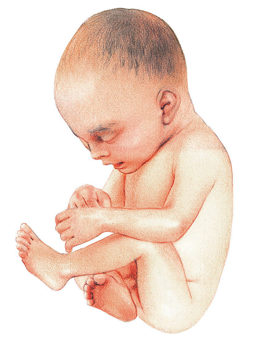 Foetus,illustration