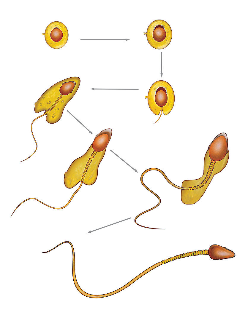 Spermiogenesis,illustration